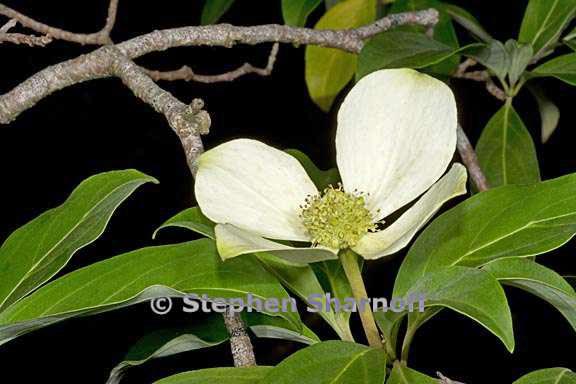 cornus capitata 3 graphic